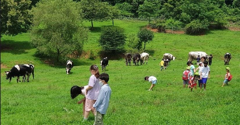 본문 이미지 - '깨끗한 축산농장'에 지정된 한 젖소 농장.(부여군 제공. 재판매 및 DB금지)/뉴스1 