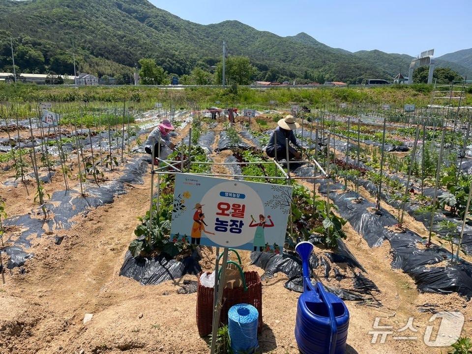 본문 이미지 - 김해시가 오는 30일까지 '리틀 포레스트 팜 운영 지원사업' 참여자를 모집한다. 사진은 주말농장 모습.(김해시 제공. 재판매 및 DB금지)