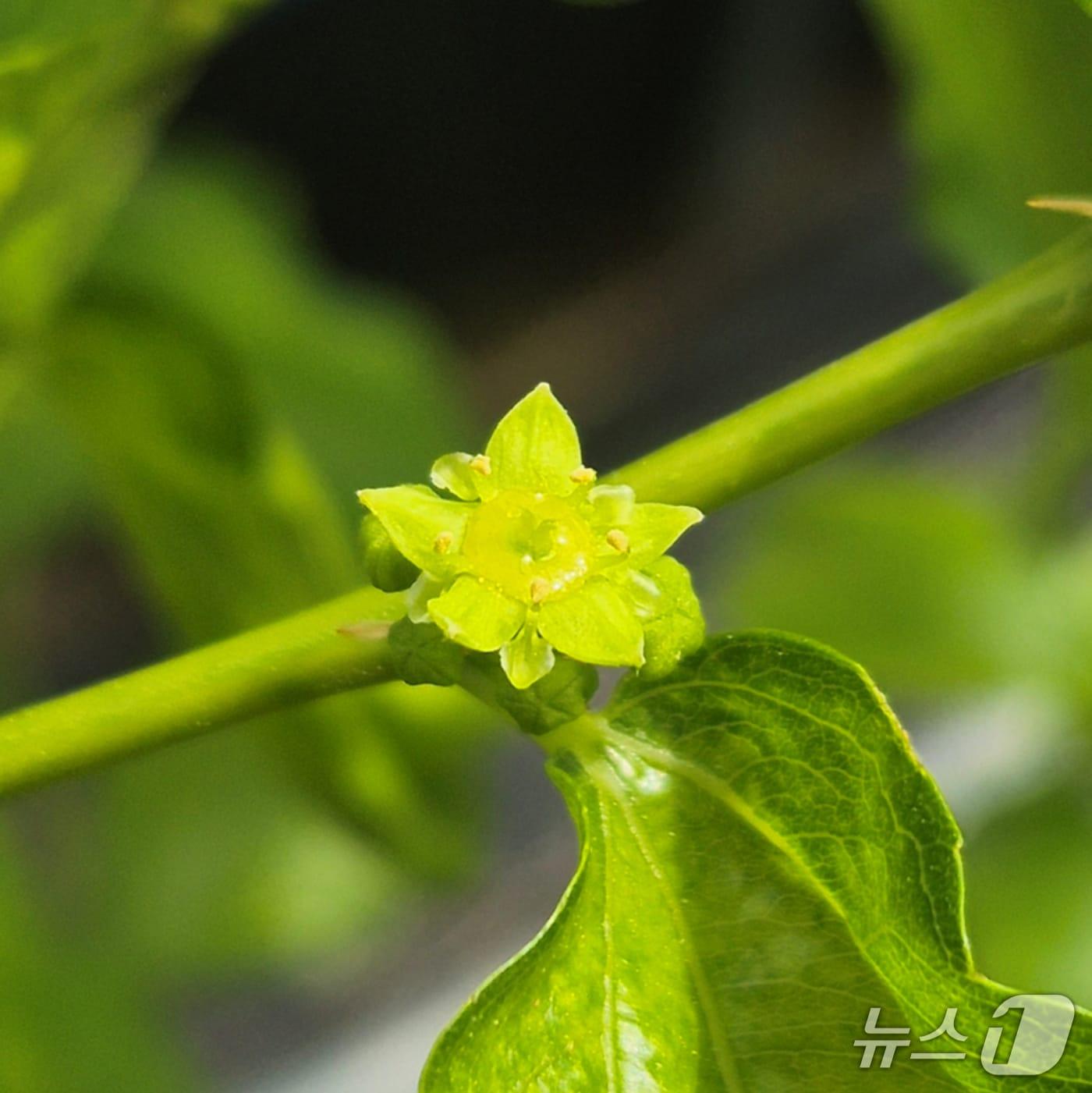 본문 이미지 - 대추나무 꽃(산림청 국립산림과학원 제공.재판매 및 DB금지)/뉴스1