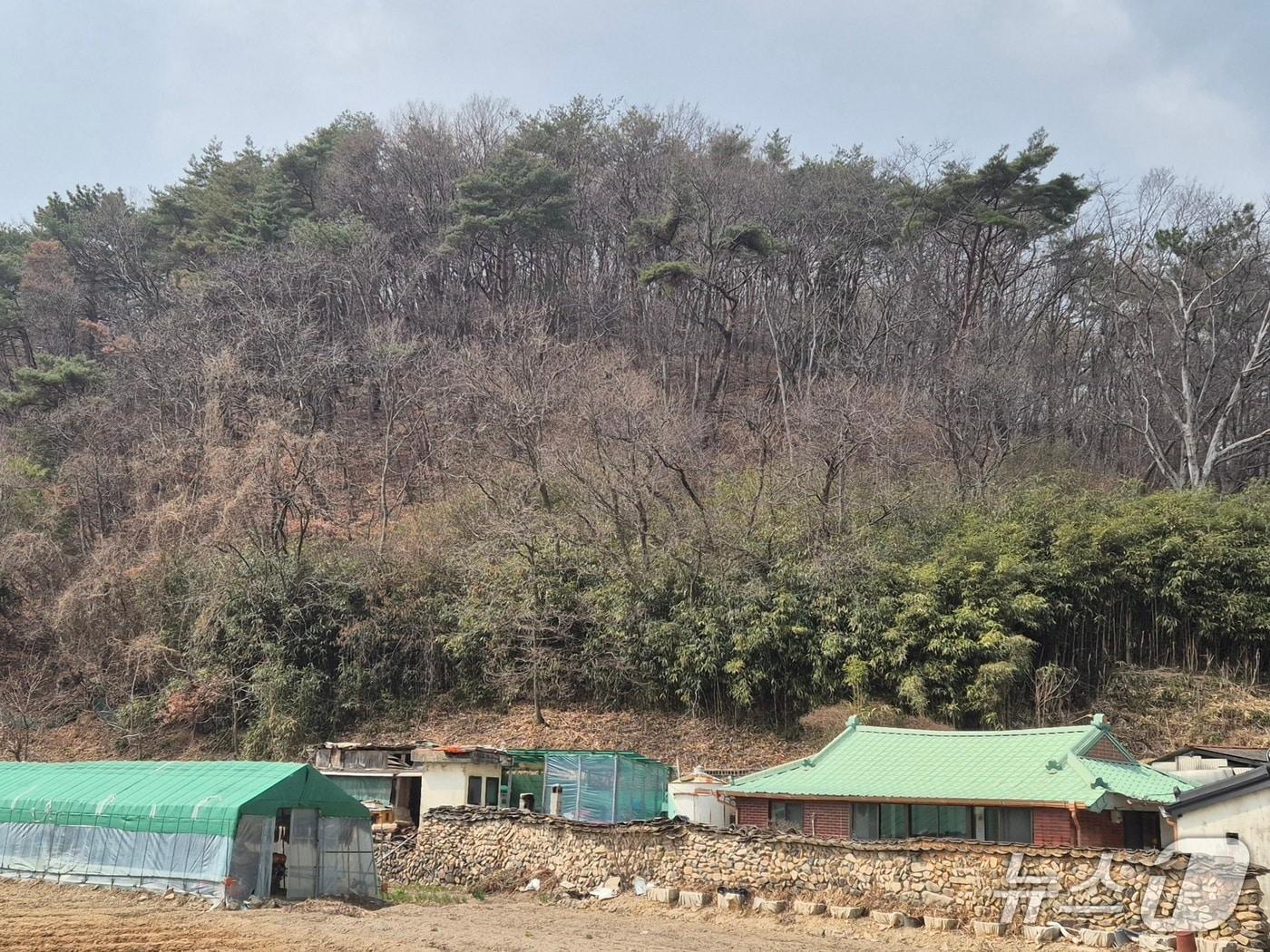 본문 이미지 - 지난 17일 울산 울주군 언양읍 양달마을 뒷산에 지난해 발생한 대형 산불의 흔적이 남아있다.2026.3.20ⓒ 뉴스1 박정현 기자