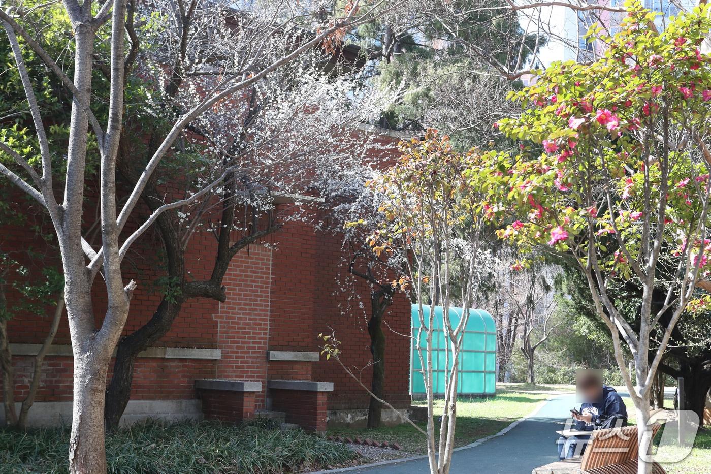 본문 이미지 - 20일 광주시립미술관 인근 벚나무 아래서 한 시민이 햇살을 즐기고 있다. 2026.3.20/뉴스1 조수민 수습 기자