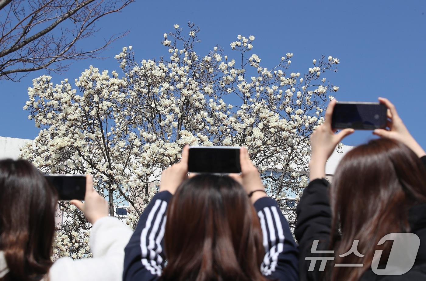 본문 이미지 - 절기 춘분(春分)인 20일 대구 영진전문대 복현캠퍼스에서 학생들이 활짝 핀 목련을 휴대폰으로 찍고 있다. 2026.3.20 ⓒ 뉴스1 공정식 기자