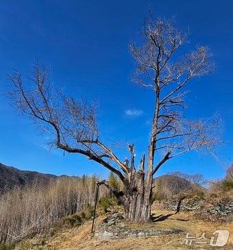 본문 이미지 - 산불 피해를 입은 하동군 옥종면 두양리 은행나무가 새 가지가 돋아 났다. 2026.3.21/뉴스1 한송학기자