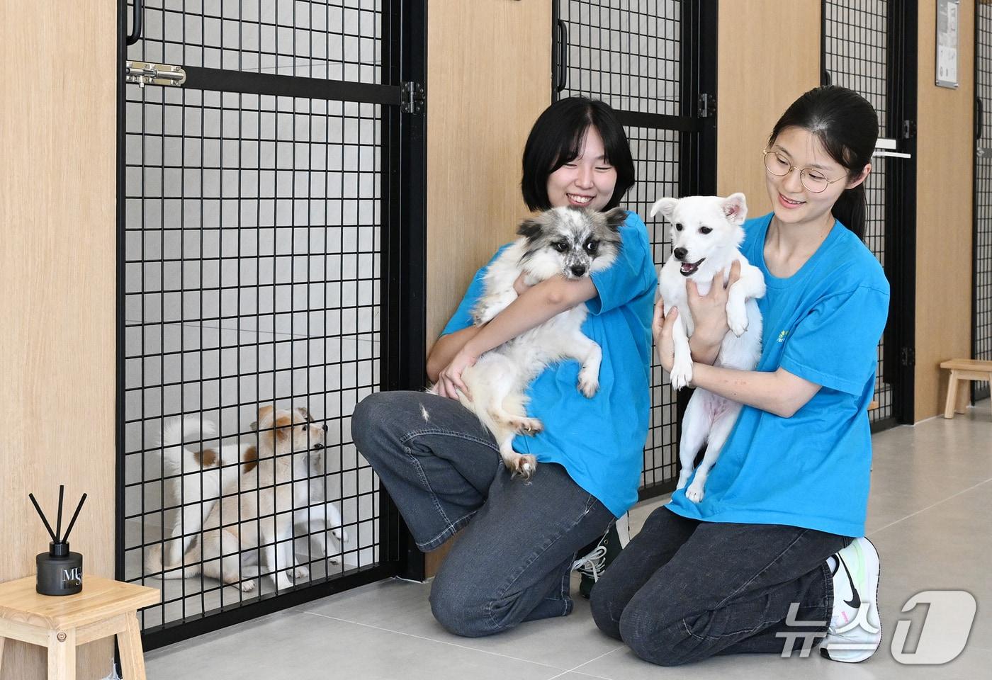 본문 이미지 - 유기견 안락사 제로 프로젝트의 일환인 피스멍멍의 모습.(사진=광주 동구 제공. 재판매 및 DB 금지)