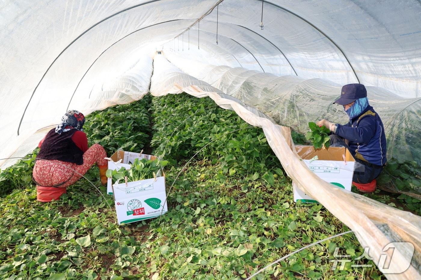 본문 이미지 - 지난 16일 남면 원청리에서 취나물을 수확하는 모습(태안군 제공. 재판매 및 DB금지)2026.3.20/뉴스1