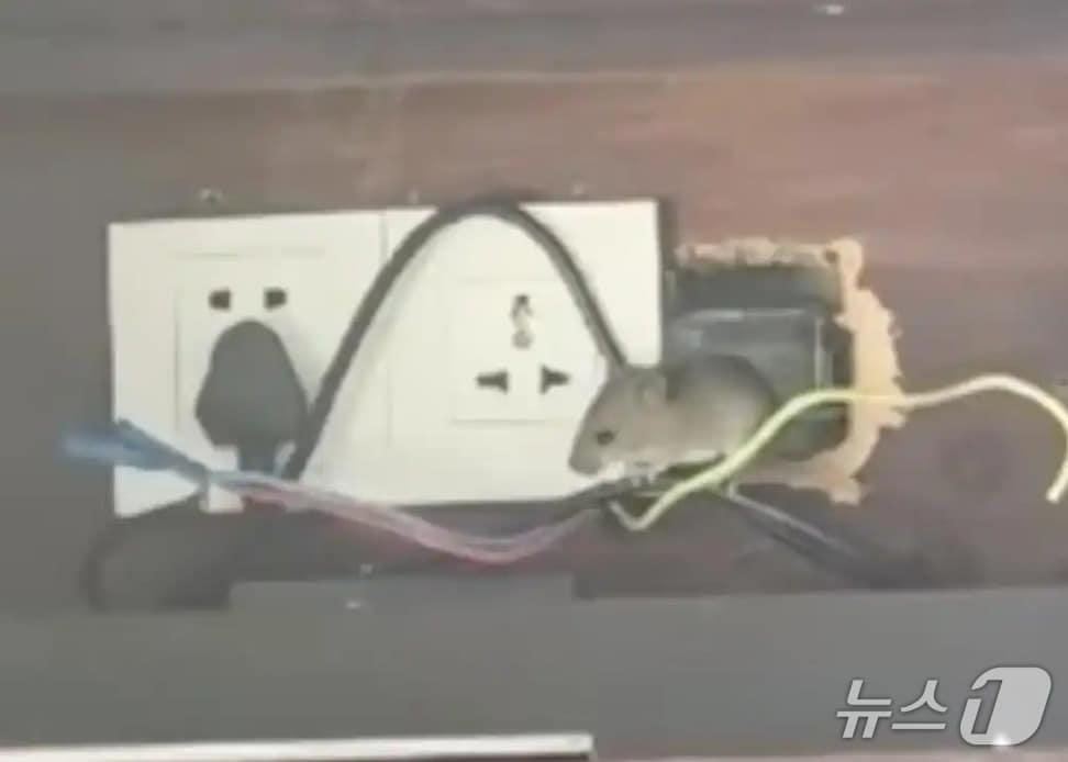 본문 이미지 - (광저우일보 갈무리)