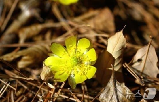 본문 이미지 - 최근 강원 평창군 대관령면 오대산 진고개에서 관찰된 복수초. (재판매 및 DB금지)/뉴스1