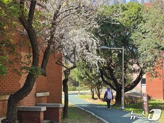 본문 이미지 - 광주상록회관에 벚꽃이 핀 가운데 시민이 산책을 즐기고 있다. 2026.3.20/뉴스1 조수민 수습 기자