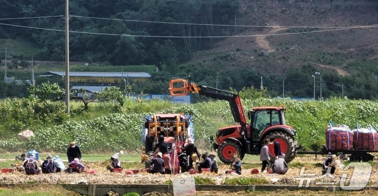 본문 이미지 - 양파 수확작업 모습(구미시 제공. 재판매 및 DB금지)/뉴스1