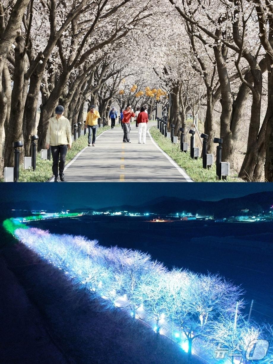 본문 이미지 - 지난해 보은 보청천 변 벚꽃길의 낮(위)과 밤 풍경 (보은군 제공. 재판매 및 DB금지) 