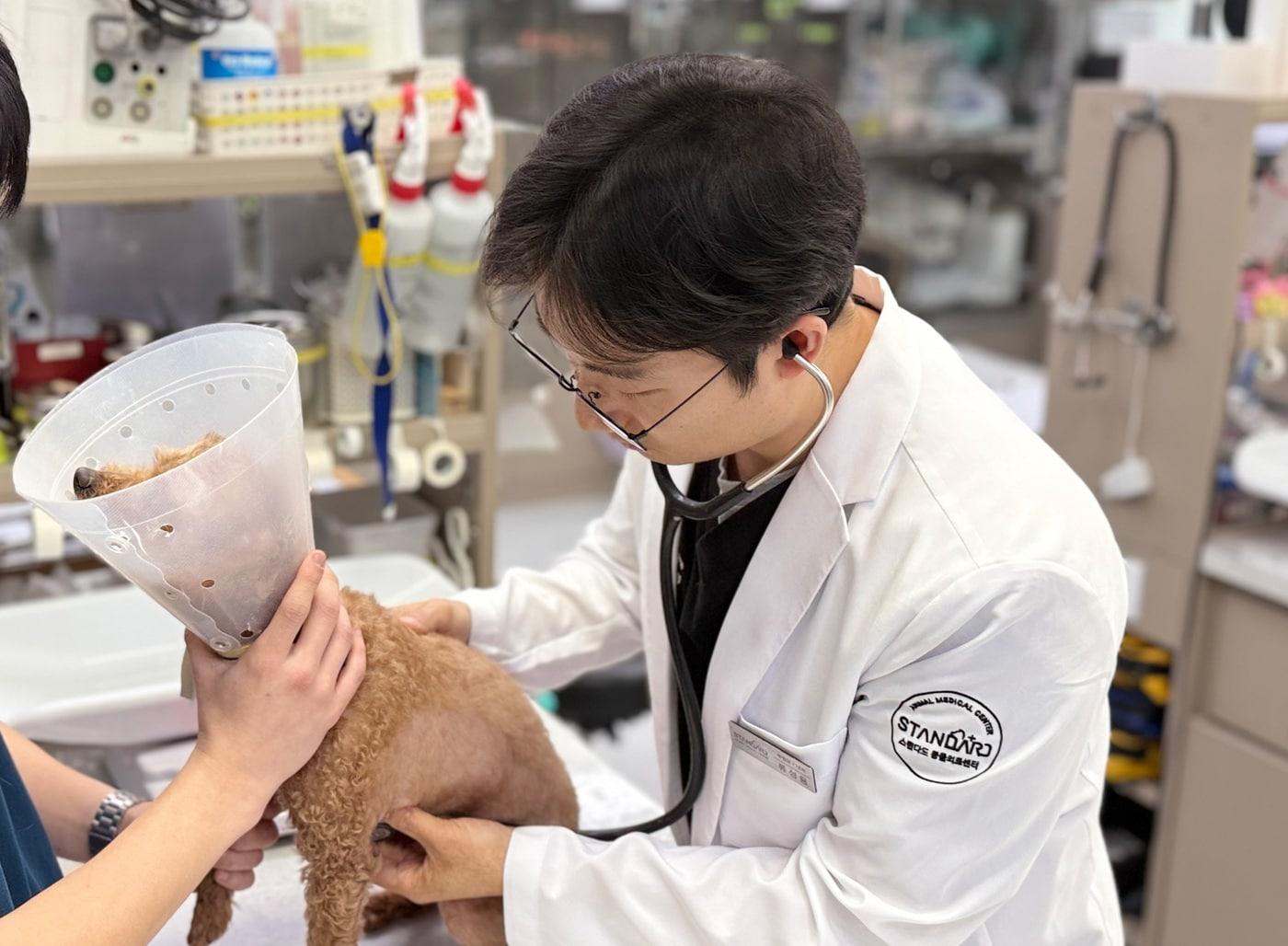 본문 이미지 - 류성용 24시 스탠다드동물의료센터 부원장이 반려견 진료를 복 ㅗ있다(병원 제공). ⓒ 뉴스1