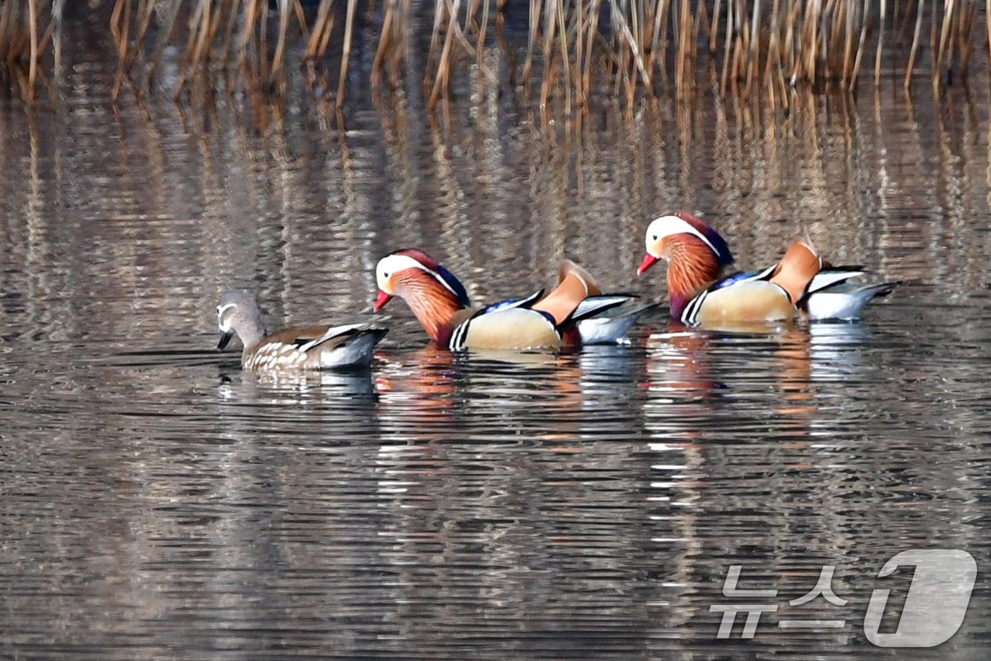 본문 이미지 - 천연기념물 제327호인 원앙무리가 22일 오후 경북 포항시 북구 흥해읍에 있는 연못에서 쉬고 있다. 2026.3.22 ⓒ 뉴스1 최창호 기자