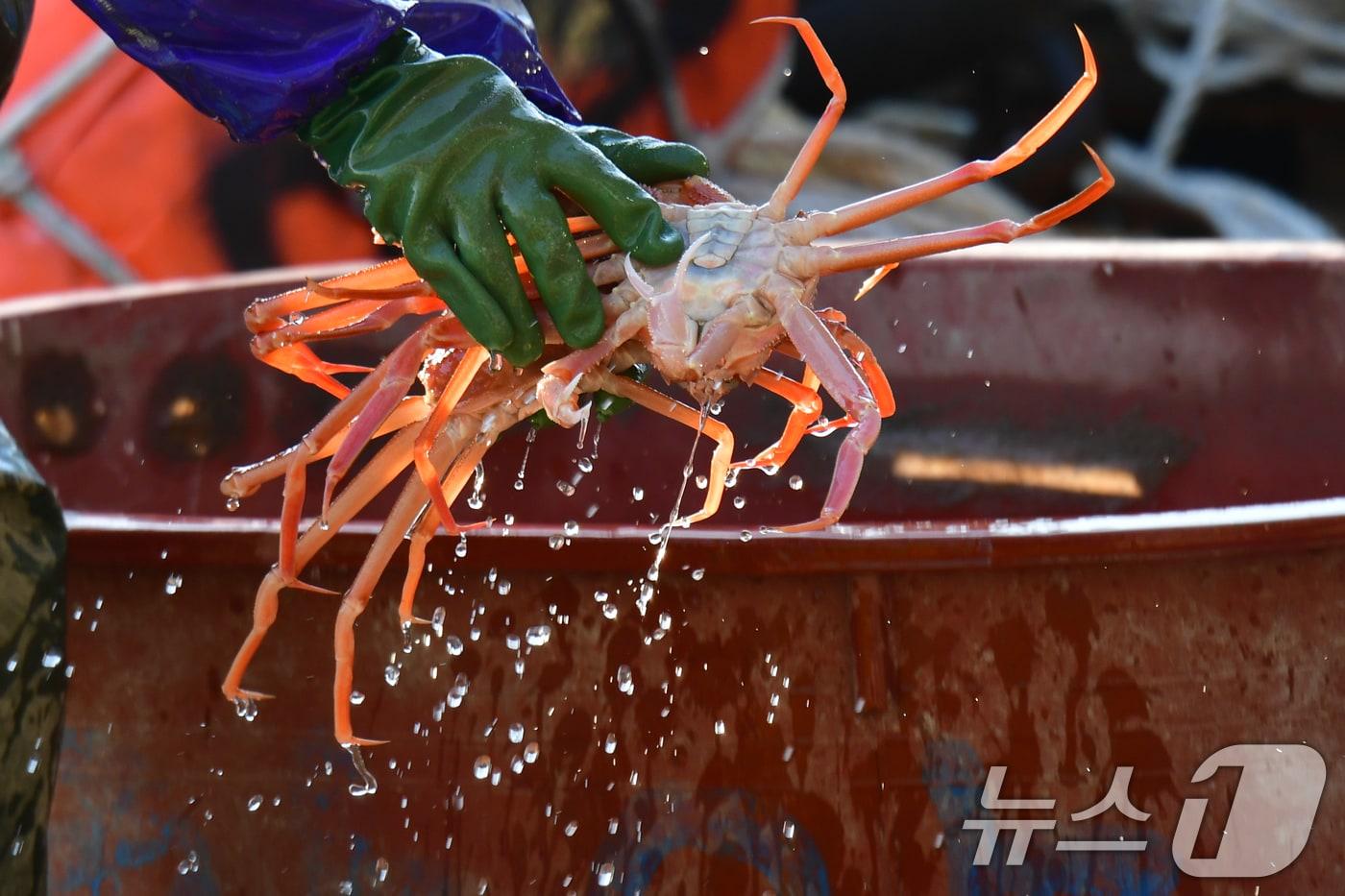 본문 이미지 - 지난 23일 경북 포항시 죽도어시장 위판장에서 어민이 대게를 판매하기 위해 옮기고 있다. 2026.3.23 ⓒ 뉴스1 최창호 기자
