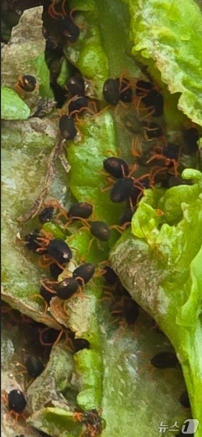 본문 이미지 - 유채경관농업단지 보리응애 피해 현장 모습.(부산시 제공. 재판매 및 DB금지)