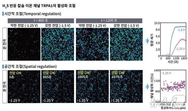 본문 이미지 - 황화수소 전달 바이오전자 플랫폼의 시공간적 TRPA1 활성 조절(KAIST 제공) /뉴스1