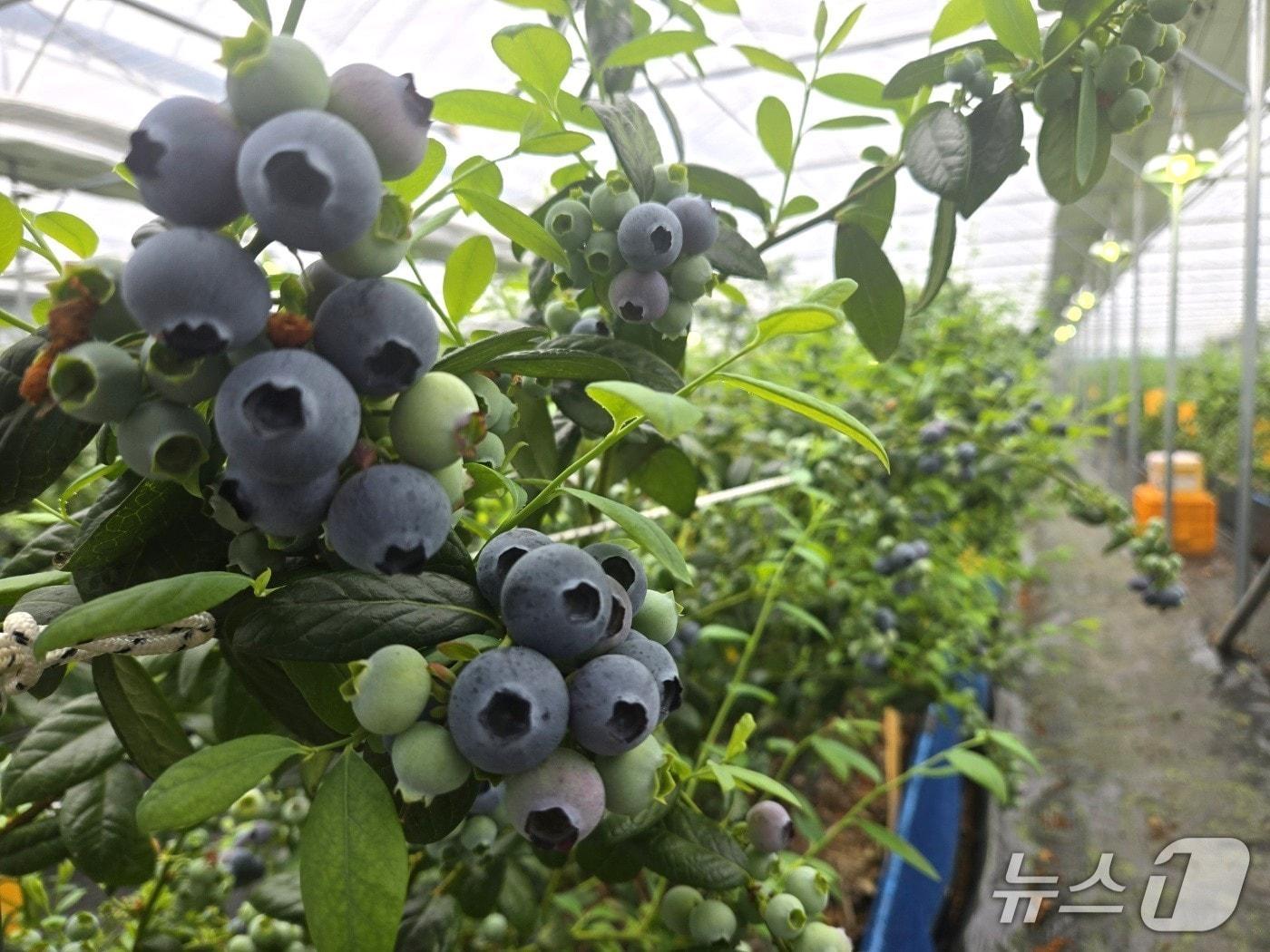 본문 이미지 - 영동군 양강면 김종오 씨가 비닐하우스에서 재배한 블루베리가 탐스럽게 열려 있다. (영동군 제공. 재판매 및 DB금지) 