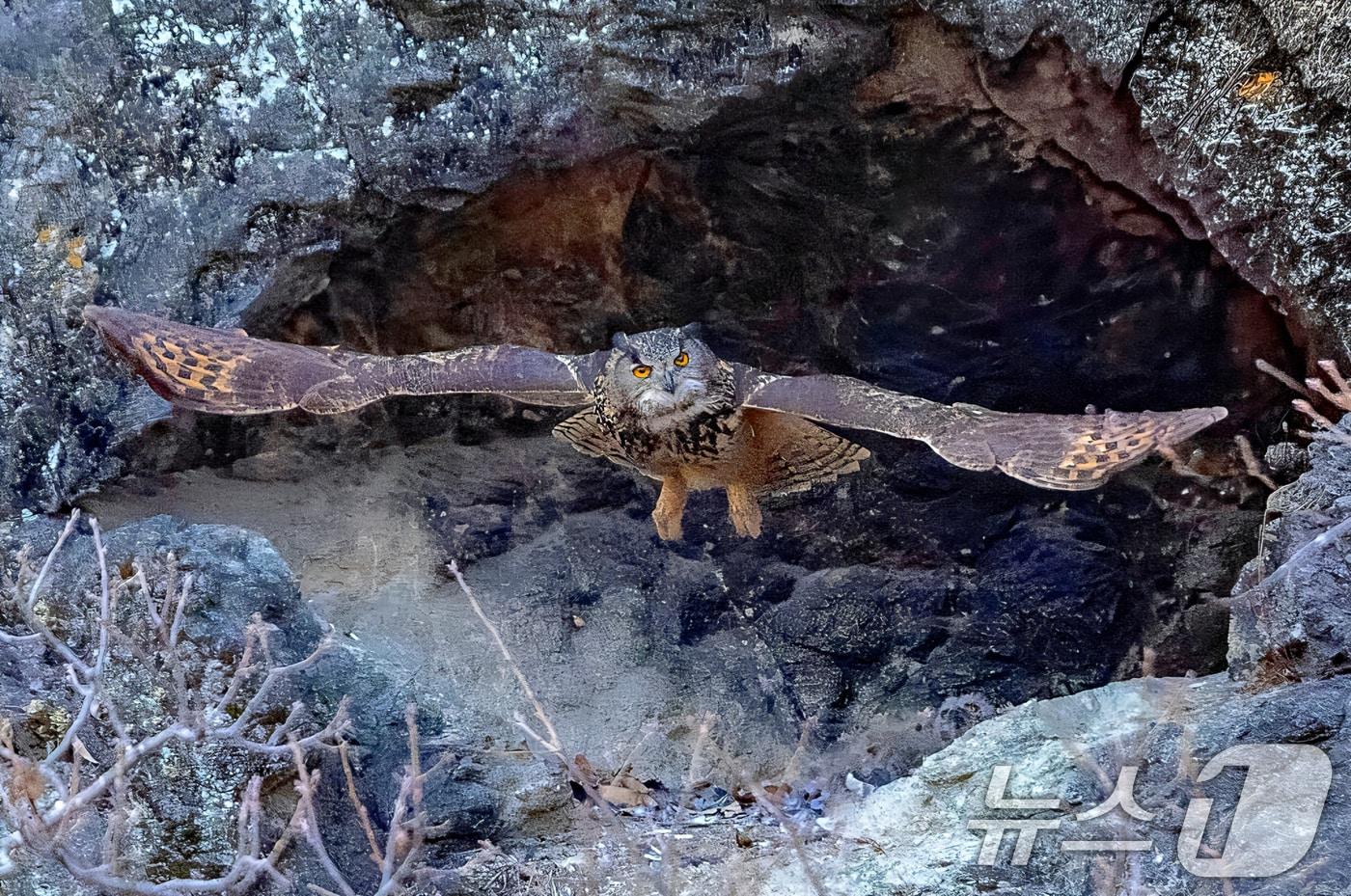 본문 이미지 - 대구 군위군의 한 한 야산 둥지에서 천연기념물(324-2호)인 수리부엉이가 날개를 활짝 편채 날아오르고 있다. (생태사진작가 이상봉 씨 제공, 재판매 및 DB금지) ⓒ 뉴스1 