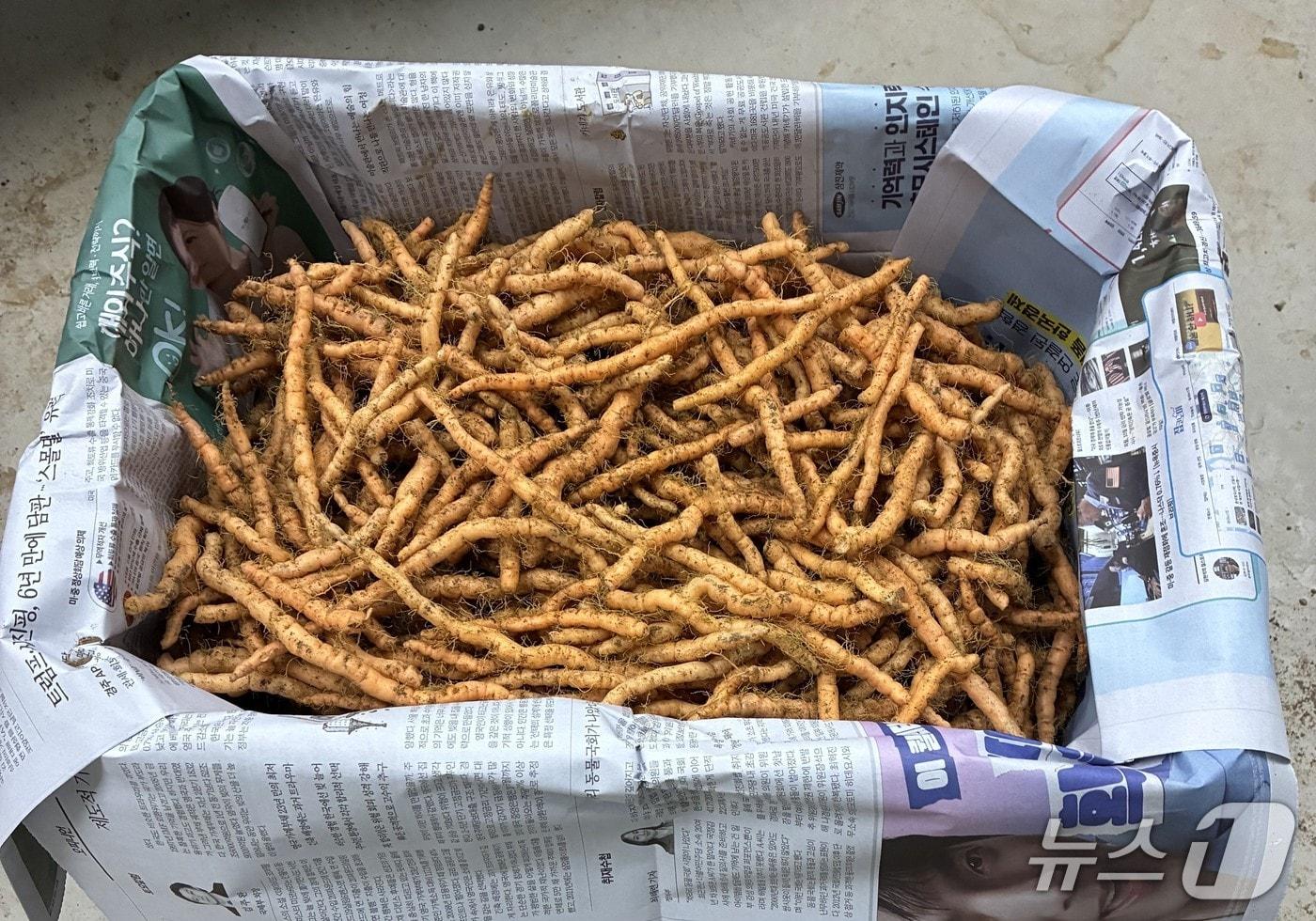 본문 이미지 - 지황 종근. @뉴스1