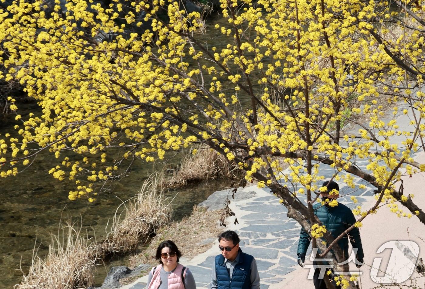 본문 이미지 - 완연한 봄 날씨를 보인 23일 서울 종로구 청계천을 찾은 시민들이 산책을 하고 있다. 2026.3.23 ⓒ 뉴스1 이호윤 기자