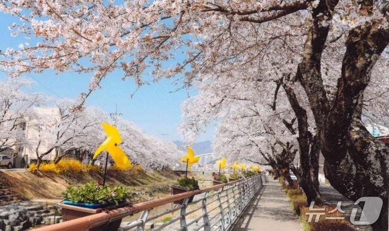 본문 이미지 - 지난해 금산천봄꽃축제(금산군 제공.재판매 및 DB금지)/뉴스1