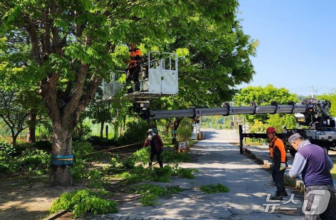 본문 이미지 - 충북 괴산증평교육지원청이 학교통합지원사업으로 2025년 위험 수목 관리 작업을 하는 모습.(괴산증평교육지원청 제공. 재판매 및 DB금지)