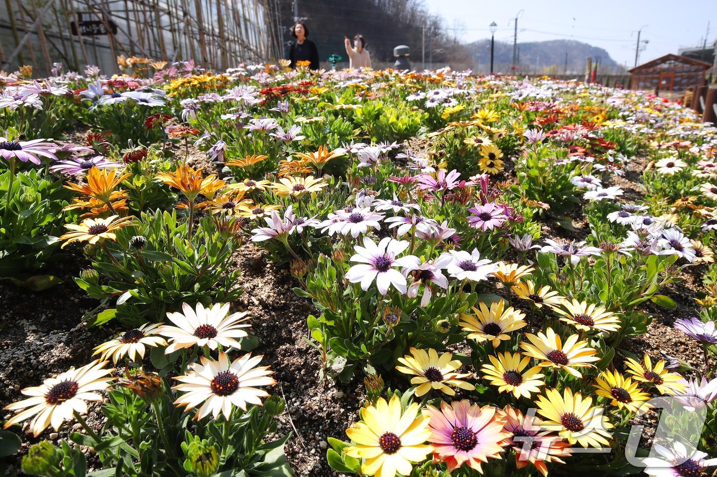 본문 이미지 - 봄 기온이 완연한 23일 대구 수성구 무료 식물원 '생각을 담는 정원' 주변에 봄의 전령사로 불리는 '오스테오스퍼멈(디모르포테카)'이 활짝 폈다. 이 꽃은 초롱꽃목 국화과 여러해살이풀로 파랑·노랑·분홍 등 꽃 색깔이 다양하며, 꽃말은 '원기·회복·행복·영원한 사랑'이다. 2026.3.23 ⓒ 뉴스1 공정식 기자