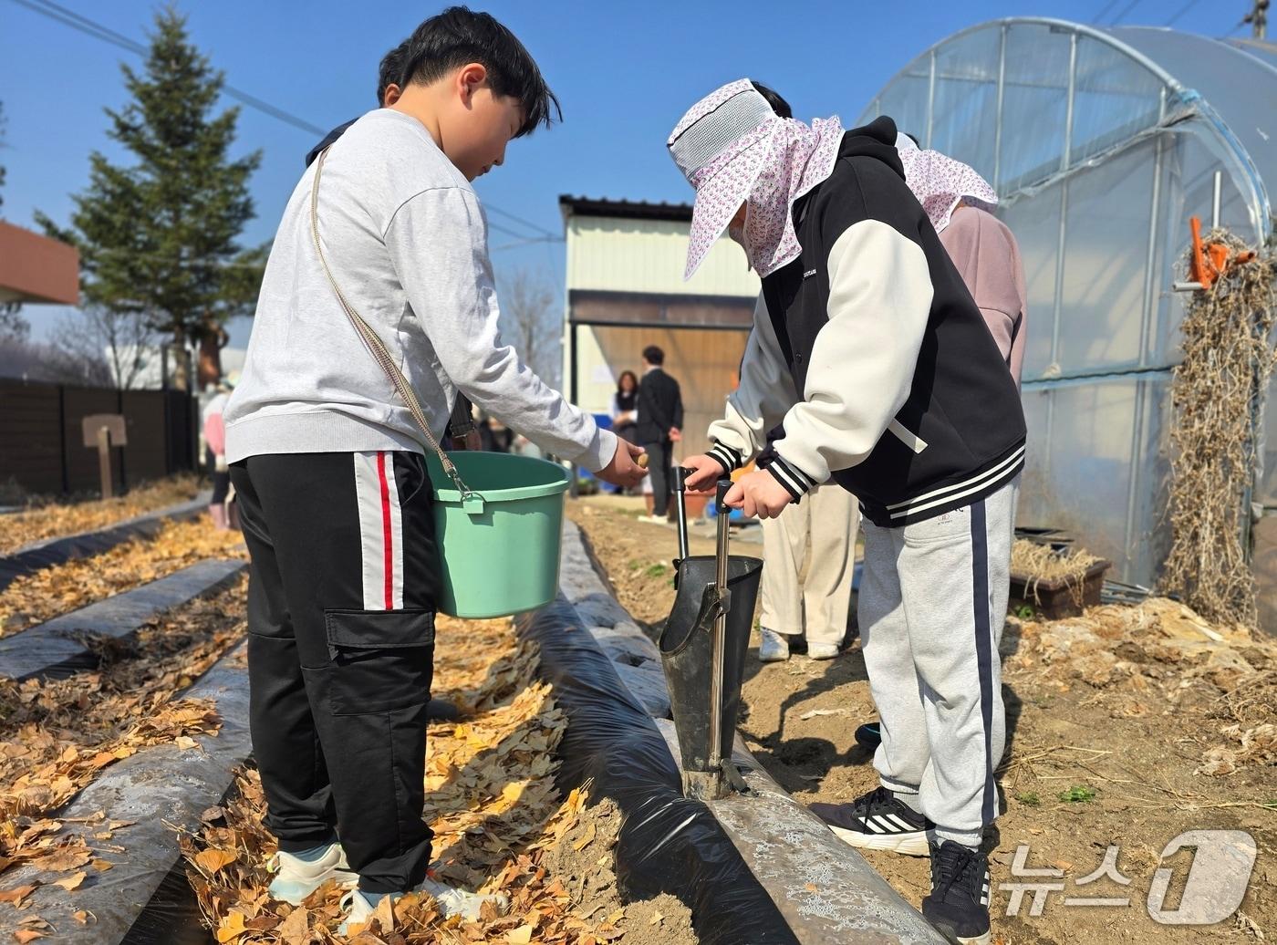 본문 이미지 - 괴산 감물초 '어린 농부의 산책' 텃밭 프로젝트 진행 모습.(괴산증평교육지원청 제공. 재판매 및 DB금지)