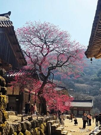 본문 이미지 - 화엄사 홍매화(지리산국립공원 전남사무소 제공) 