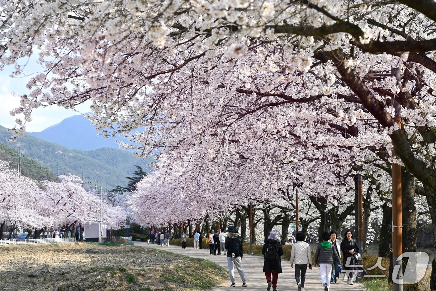 본문 이미지 - 지난해 대구 달성군 옥포읍 기세리에서 열린 벚꽃 축제 모습.(대구 달성군 제공. 재판매 및 DB금지)