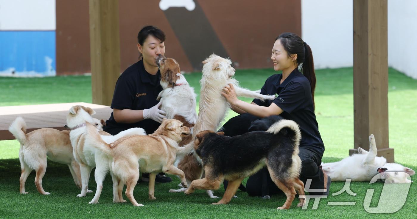 본문 이미지 - 국제 강아지의 날인 23일 경기 여주시 반려마루 여주에서 보호동물들이 직원들과 즐거운 시간을 보내고 있다. 국제 강아지의 날은 매년 3월 23일로 2006년 미국 반려동물학자 콜린 페이지가 모든 강아지를 차별 없이 보호하고 유기견 입양 문화를 확산하기 위해 제안한 기념일이다. 2026.3.23 ⓒ 뉴스1 김영운 기자