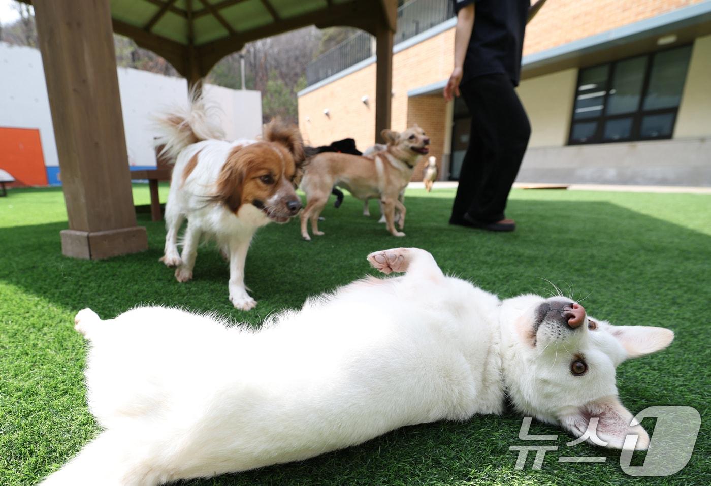 본문 이미지 - 경기 여주시 반려마루 여주에서 보호동물들이 직원들과 즐거운 시간을 보내고 있다. ⓒ 뉴스1 김영운 기자