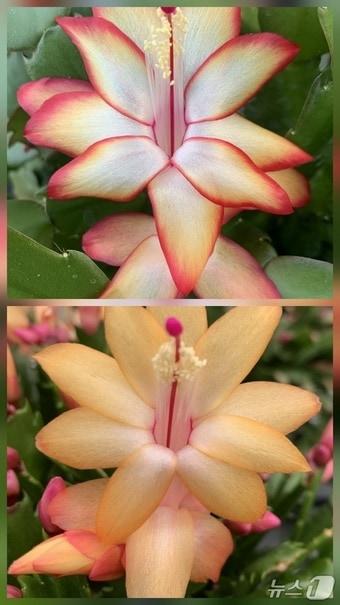 본문 이미지 - 경기도농업기술원이 자체 육종 기술로 개발한 게발선인장 듀얼라벨(위)과 골드라벨.(경기도 제공. 재판매 및 DB금지)