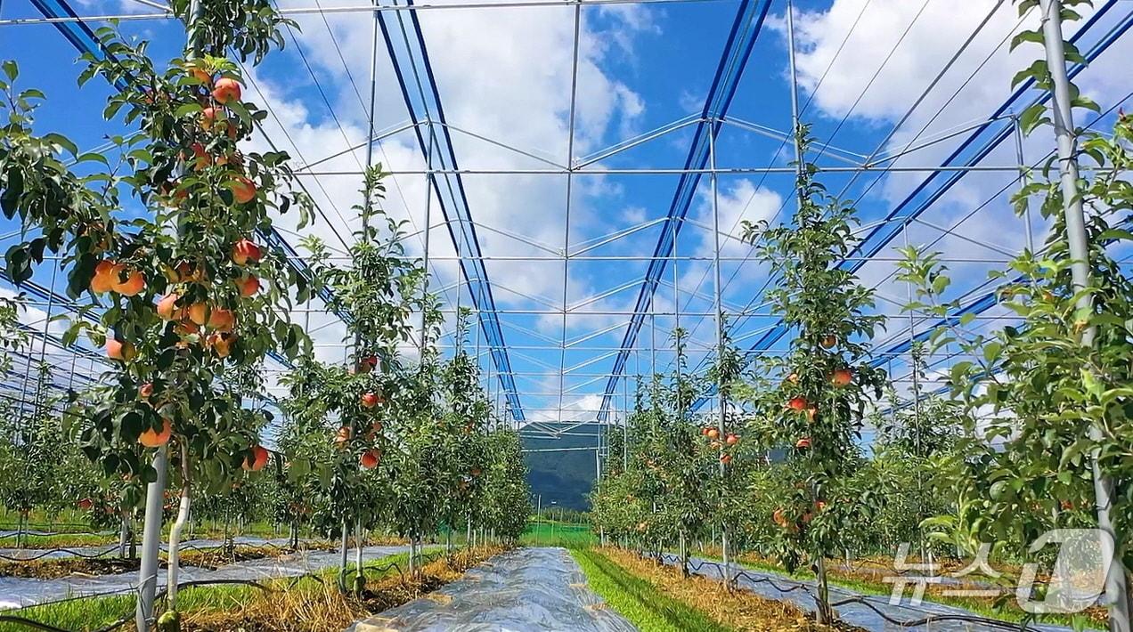 본문 이미지 - 보은군 삼승면 일대 과수원 (보은군 제공. 재판매 및 DB금지) 
