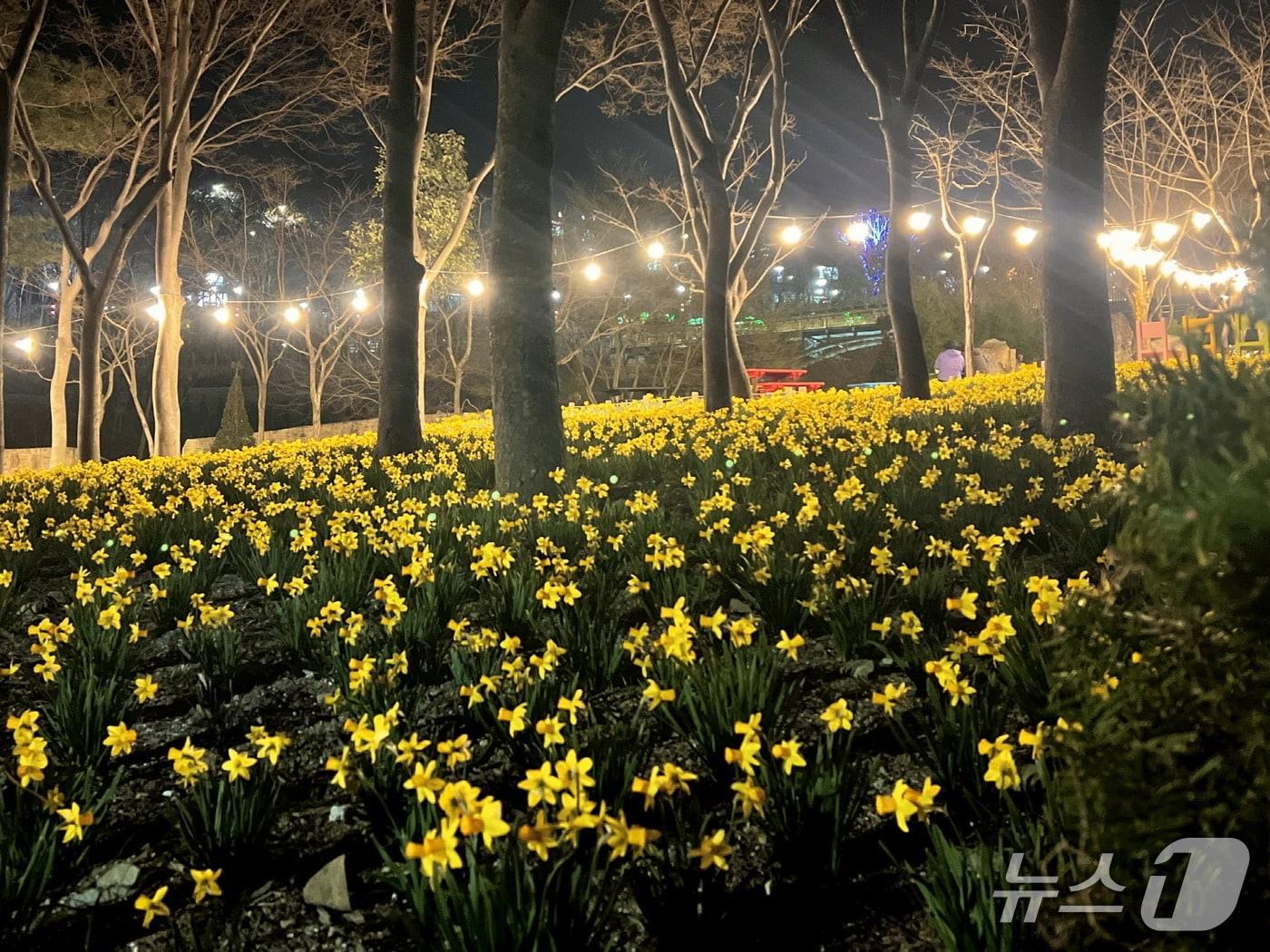 본문 이미지 - '월아산 숲속의 진주'에 핀 수선화(진주시 제공. 재판매 및 DB금지).