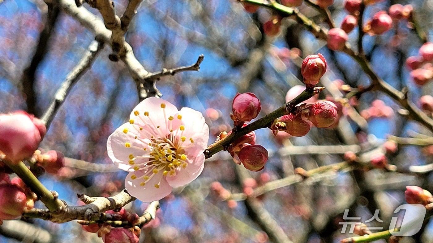 본문 이미지 - 내장산국립공원에 소재한 백양사의 고불매(古佛梅)의 개화가 시작됐다.(공단제공, 재판매 및 DB금지)2026.3.24/뉴스1