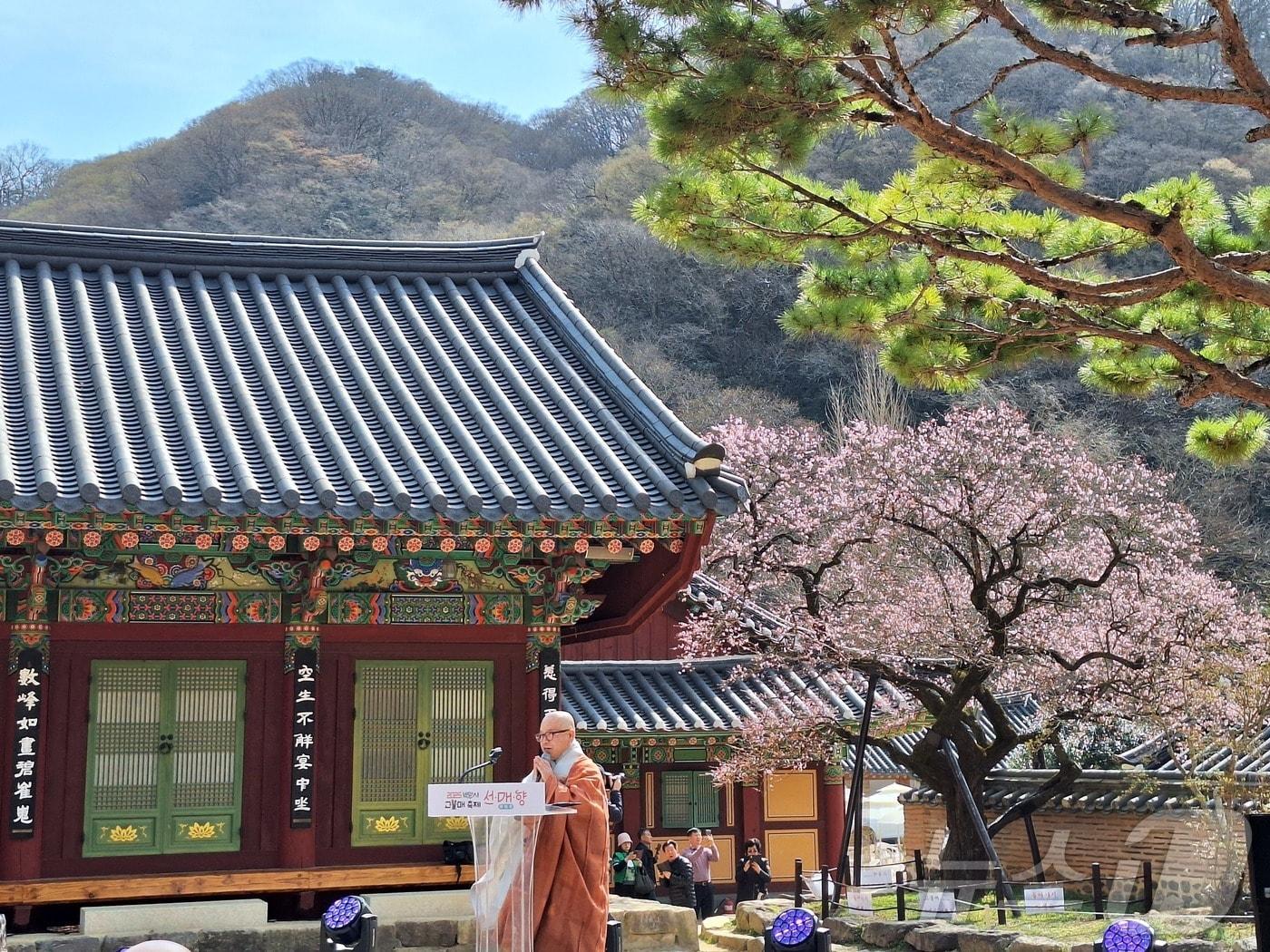 본문 이미지 - 백양사에 핀 고불매의 모습. (국립공원공단 내장산국립공원백암사무소 제공. 재판매 및 DB 금지) 2026.3.24 ⓒ 뉴스1