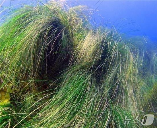 본문 이미지 - 해양보호생물 '게바다말'