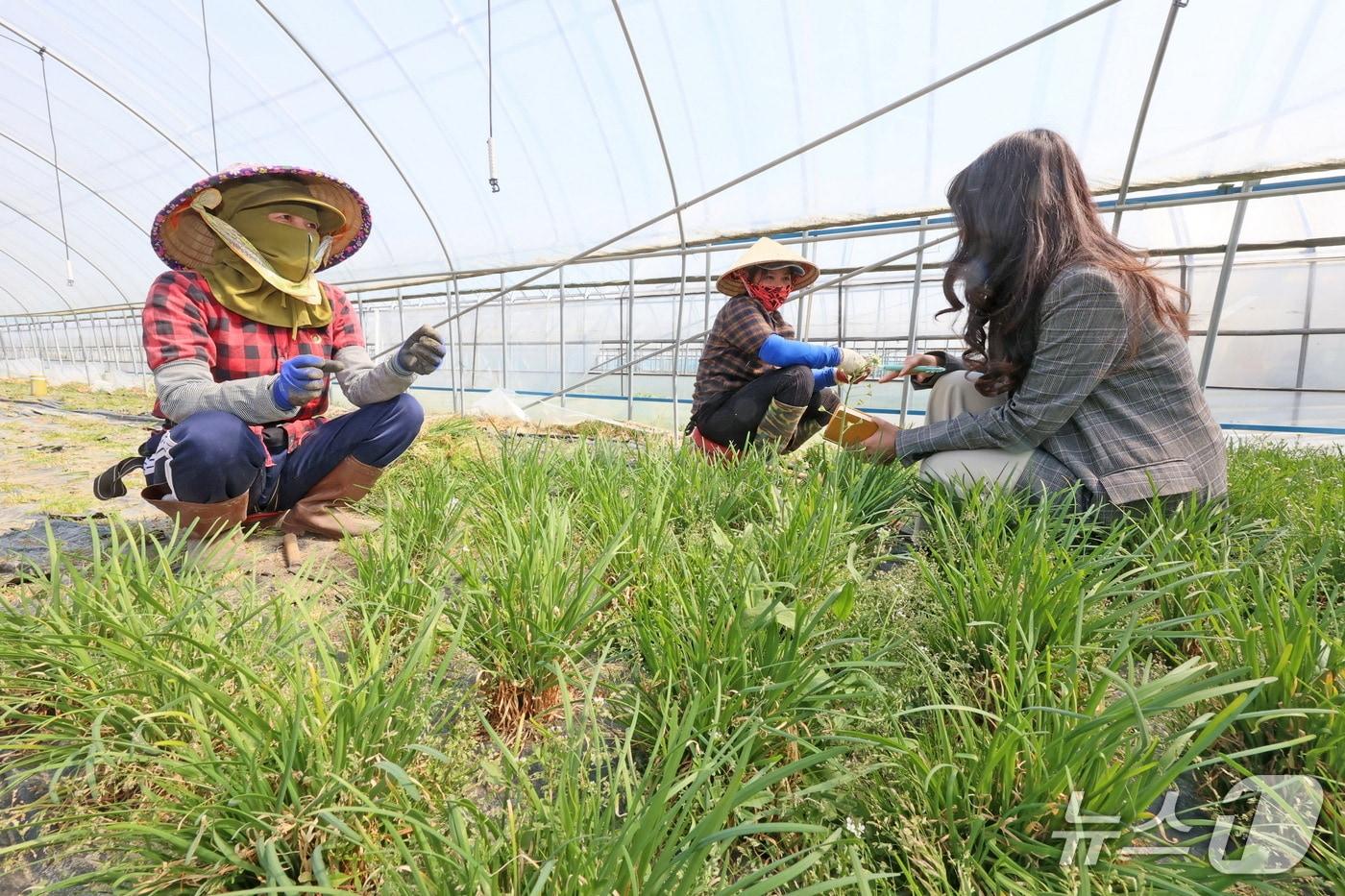 본문 이미지 - 오는 26일부터 라오스 계절근로자 33명과 베트남 계절근로자 72명의 단체입국을 시작으로 5월까지 총 274명이 전북 임실군에 순차적으로 입국한다.(임실군제공, 재판매 및 DB금지)2026.3.24/뉴스1