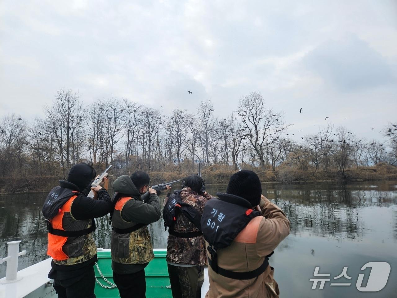 본문 이미지 -  경기 가평군 관계자가 북한강 일대에서 민물가마우지를 포획하는 모습.(가평군 제공. 재판매 및 DB 금지)/뉴스1