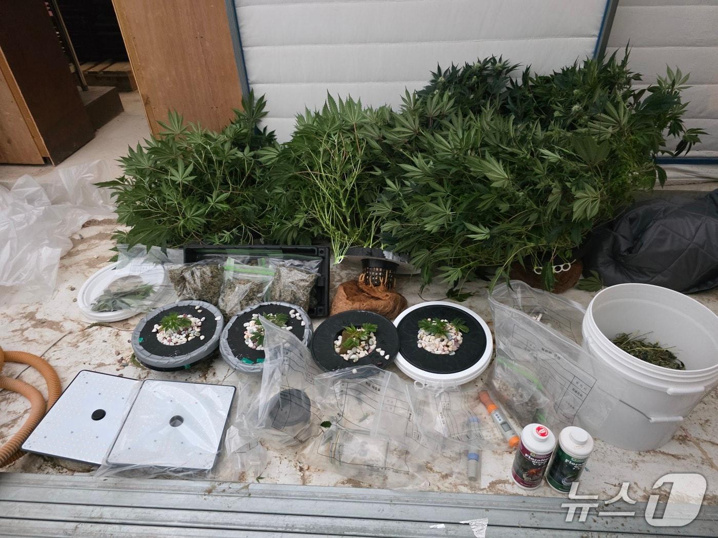 본문 이미지 - 적발된 대마(중부지방해양경찰청 제공/뉴스1)