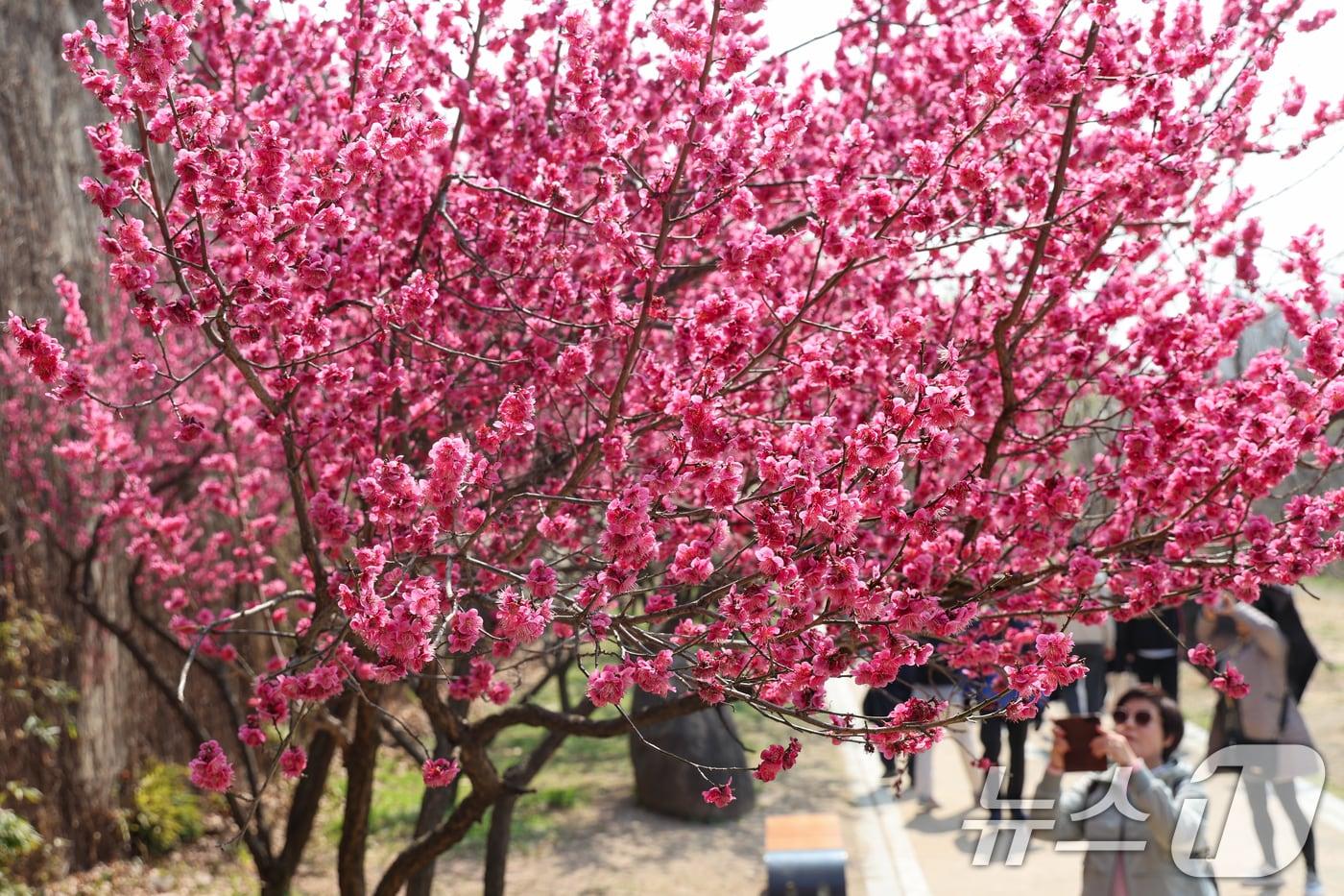 본문 이미지 - 낮 최고 기온이 19도까지 오르며 포근한 봄날씨를 보인 24일 서울 성동구 하동매실거리를 찾은 시민들이 홍매화를 감상하고 있다. 2026.3.24 ⓒ 뉴스1 안은나 기자