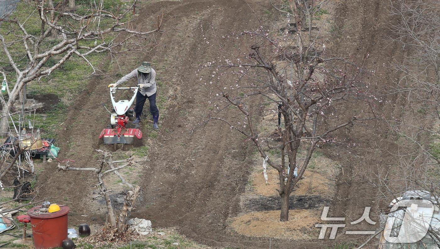 본문 이미지 - 대구의 낮 기온이 18도를 넘어 포근한 날씨를 보인 24일 대구 수성구의 밭에서 농사를 준비하는 농부의 손길이 분주하다. 2026.3.24 ⓒ 뉴스1 공정식 기자