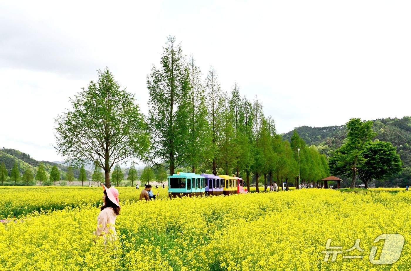 본문 이미지 - 창녕낙동강유채축제.(창녕군 제공. 재판매 및 DB금지)