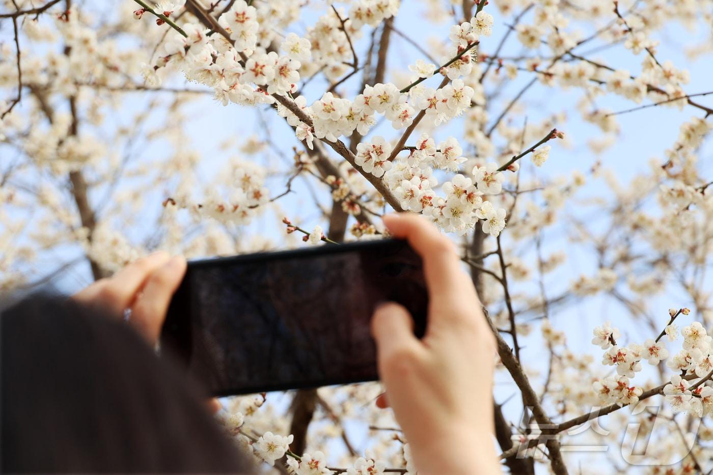 본문 이미지 - 24일 오후 전북 임실군 덕치면 구담마을을 지나던 한 주민이 하얀 핀 매화꽃을 스마트폰으로 촬영하고 있다.(임실군제공, 재판매 및 DB금지)2026.3.24 ⓒ 뉴스1 김동규 기자