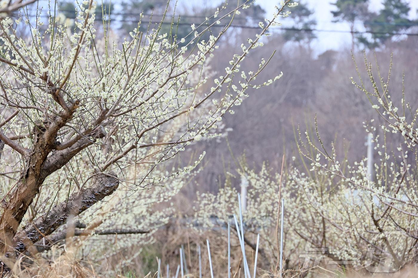 본문 이미지 - 24일 오후 전북 임실군 덕치면 구담마을에 하얀 매화꽃이 활짝펴 관광객들의 시선을 사로잡고 있다.(임실군제공, 재판매 및 DB금지)2026.3.24 ⓒ 뉴스1 김동규 기자