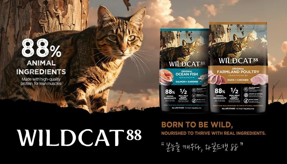 본문 이미지 - 와일드캣88(우리와주식회사 제공) ⓒ 뉴스1
