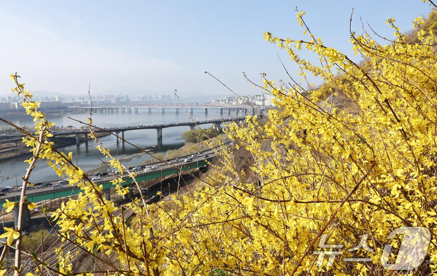 본문 이미지 - 포근한 봄 날씨가 이어지는 지난 25일 서울 성동구 응봉산 일대에 개나리 꽃이 만개해 있다. 2026.3.25 ⓒ 뉴스1 최지환 기자