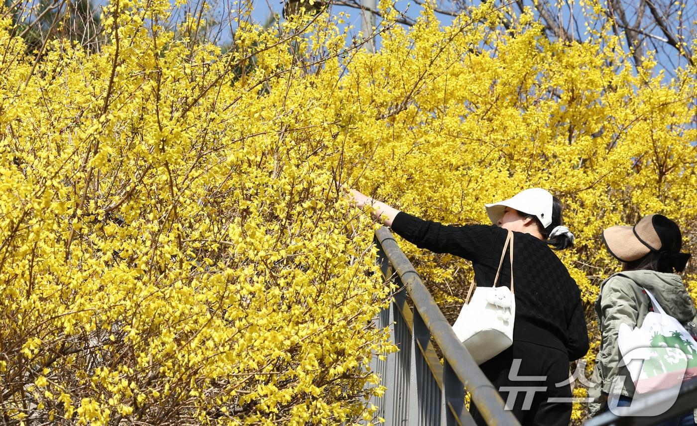 본문 이미지 - 포근한 봄 날씨가 이어지는 25일 서울 성동구 응봉산 일대에 개나리 꽃이 만개해 있다. 2026.3.25 ⓒ 뉴스1 최지환 기자