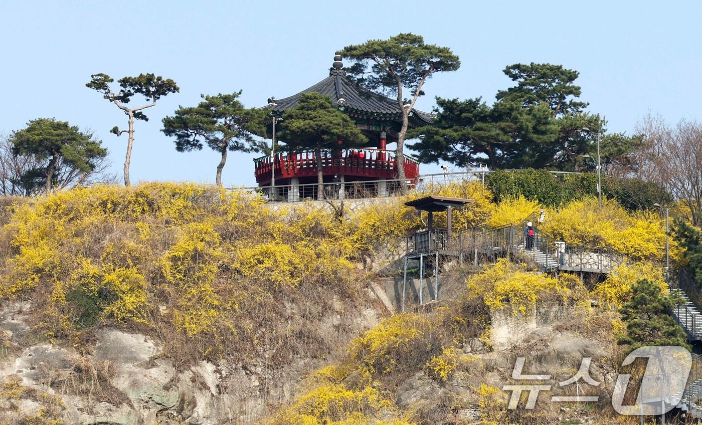 본문 이미지 - 서울 성동구 응봉산 일대에 개나리 꽃이 만개해 있다. 2026.3.25 ⓒ 뉴스1 최지환 기자