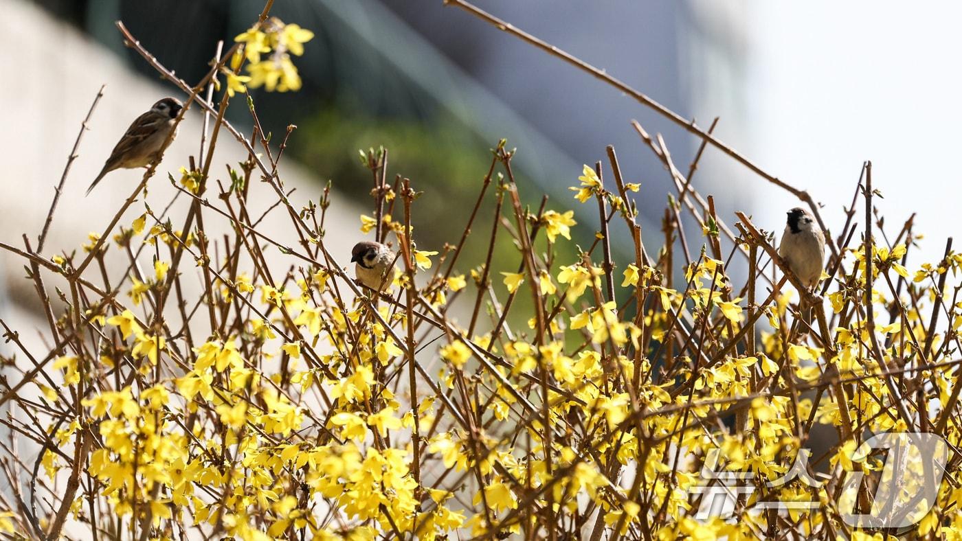 본문 이미지 - 개나리 자료사진. 